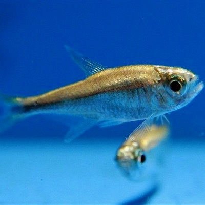 Hyphessobrycon saizi   Goudklompje M